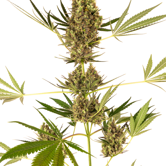 alpine-delight-cbd-automatic-xl