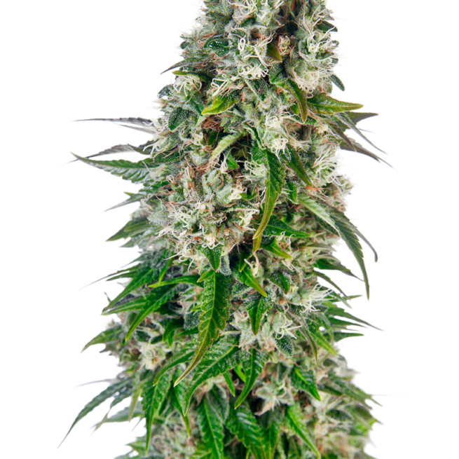 big-bud-automatic-xl