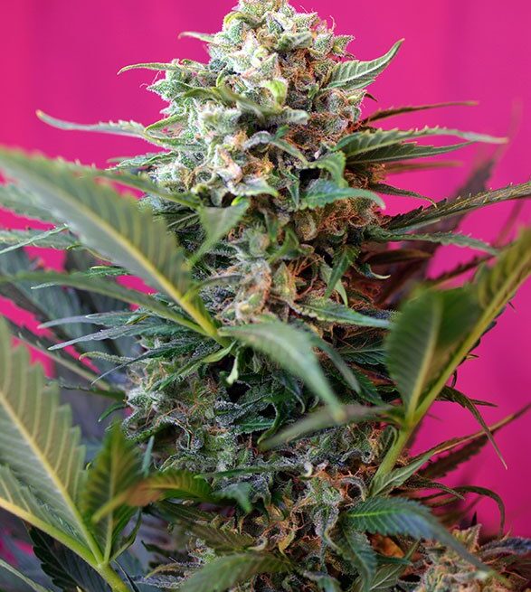 big-devil-xl-auto