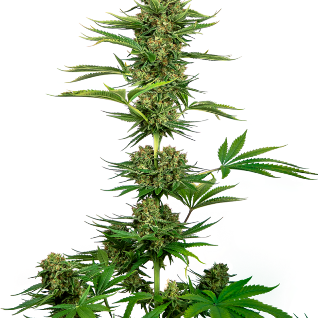 black-domina-cbd-feminizzati-xl