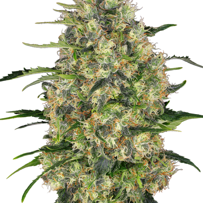 black-domina-xl