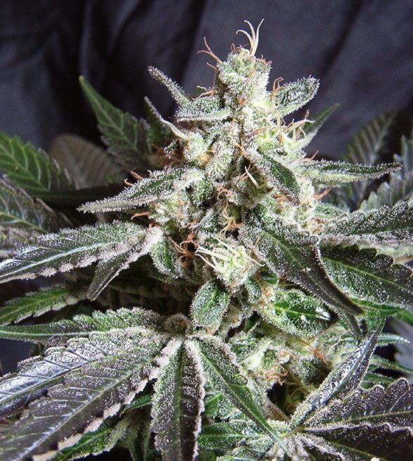 black-jack