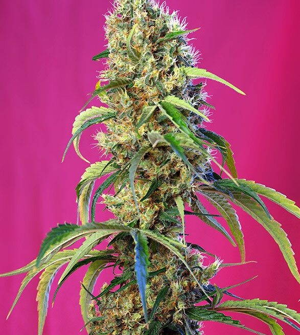 black-jack-cbd