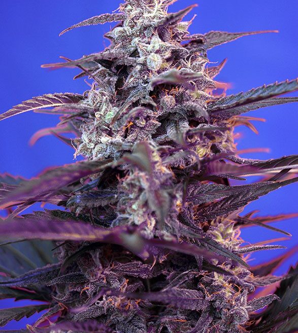bloody-skunk-auto