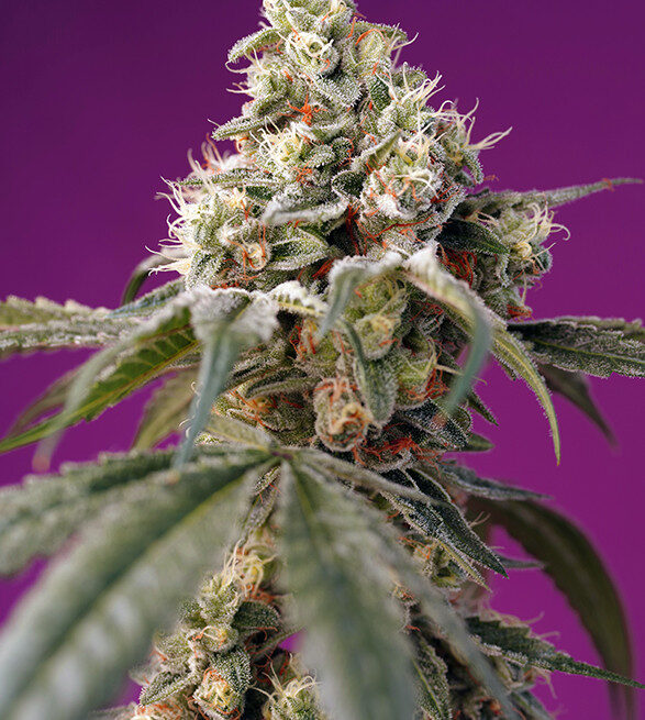 bruce-banner-auto