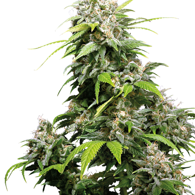 california-indica-femminilizzata-xl