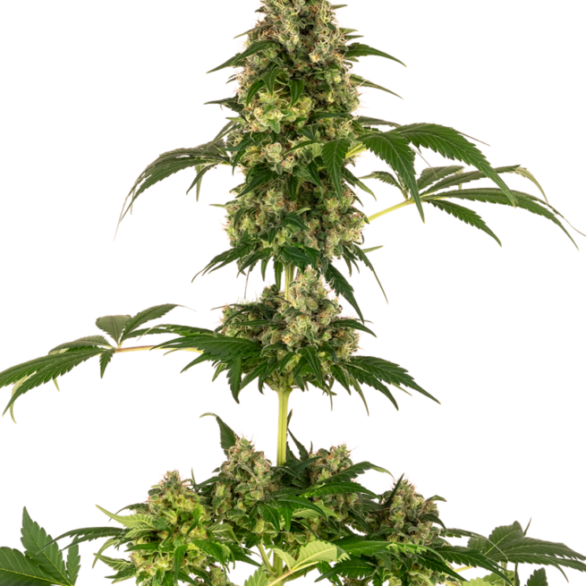 cobalt-haze-feminizzati-xl