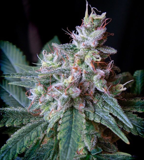 cream-caramel-f1-fast-version