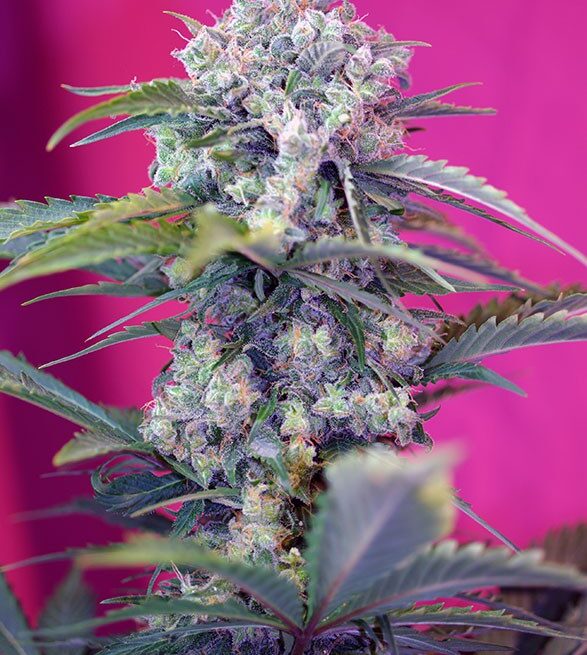 cream-mandarine-auto