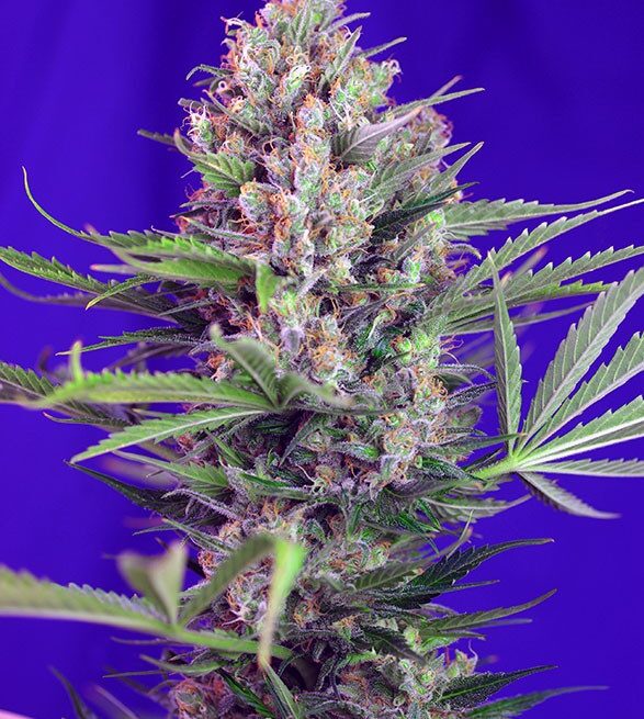 cream-mandarine-f1-fast-version