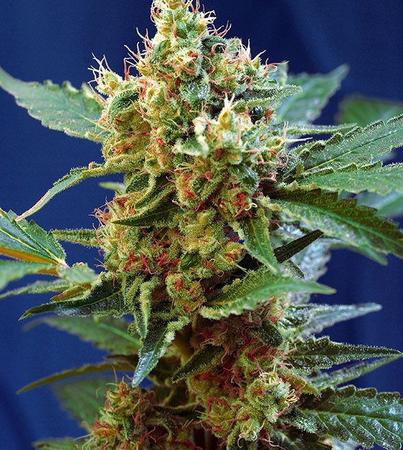 cream-mandarine-xl-auto