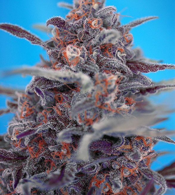 devil-cream-auto