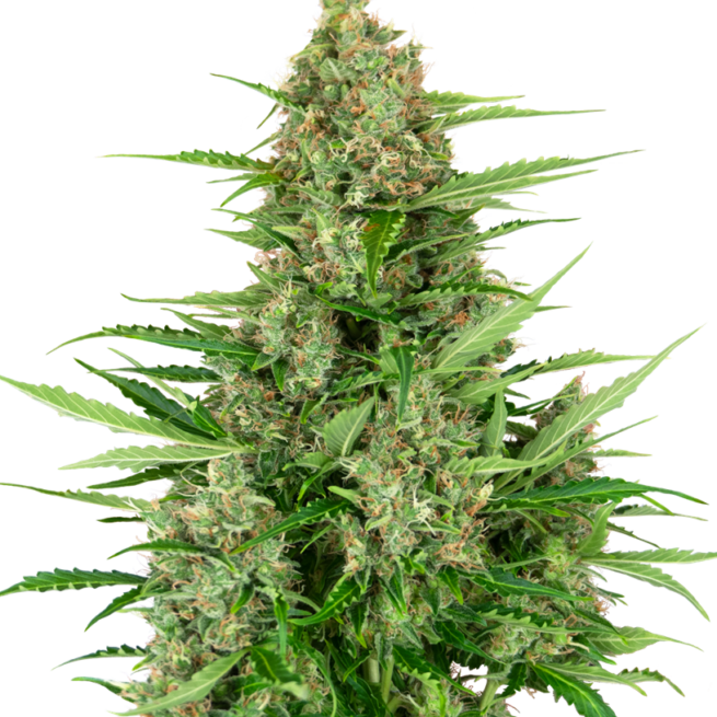 double-kush-cake-autofiorenti-xl