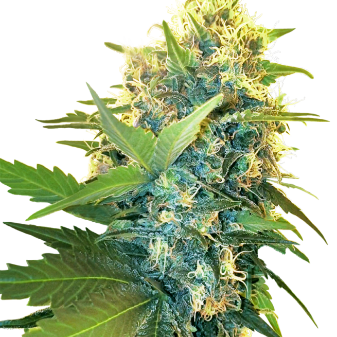 double-kush-cake-femminizzati-xl