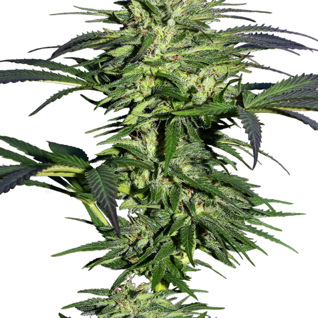 durban-femminilizzata-xl