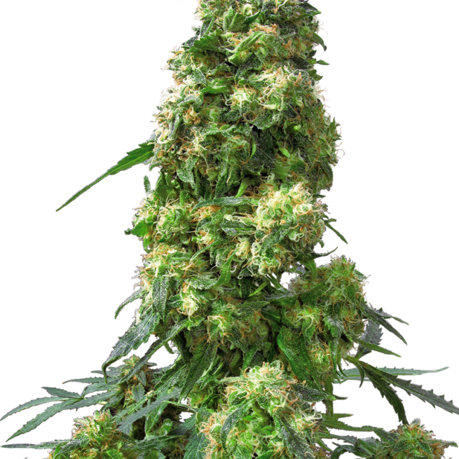 early-skunk-femminilizzata-xl