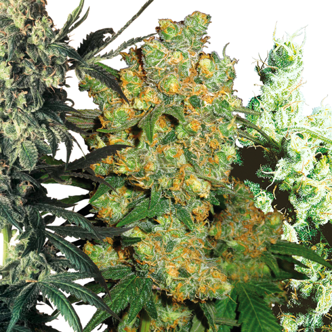 feminized-mix-xl