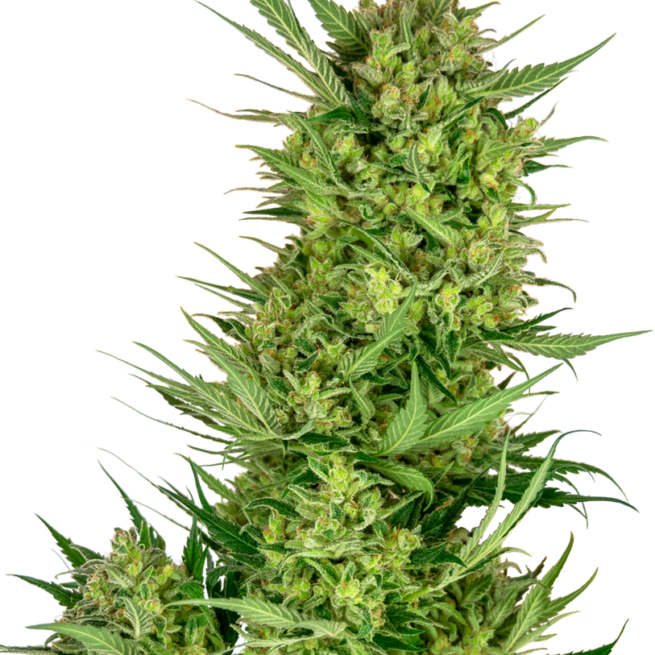 femminizzati-buttercream-gelato-xl