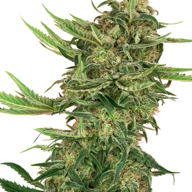 femminizzati-n13-kush-xl