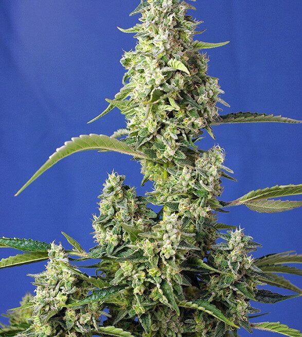 gorilla-girl-xl-auto