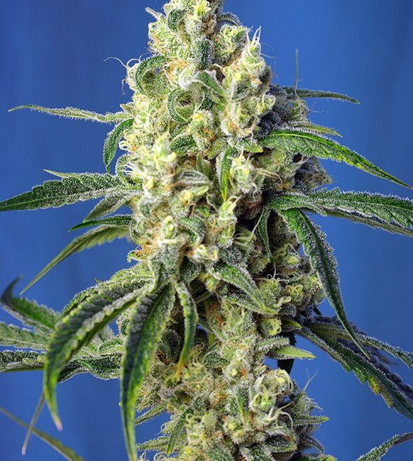 green-poison-cbd