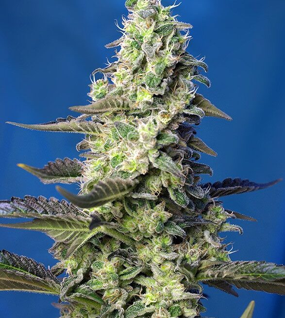 green-poison-xl-auto