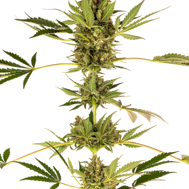 himalayan-cbd-feminizzati-xl