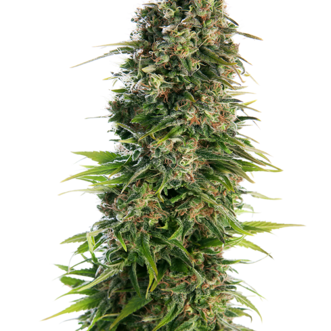 hindu-kush-autoflowering-xl