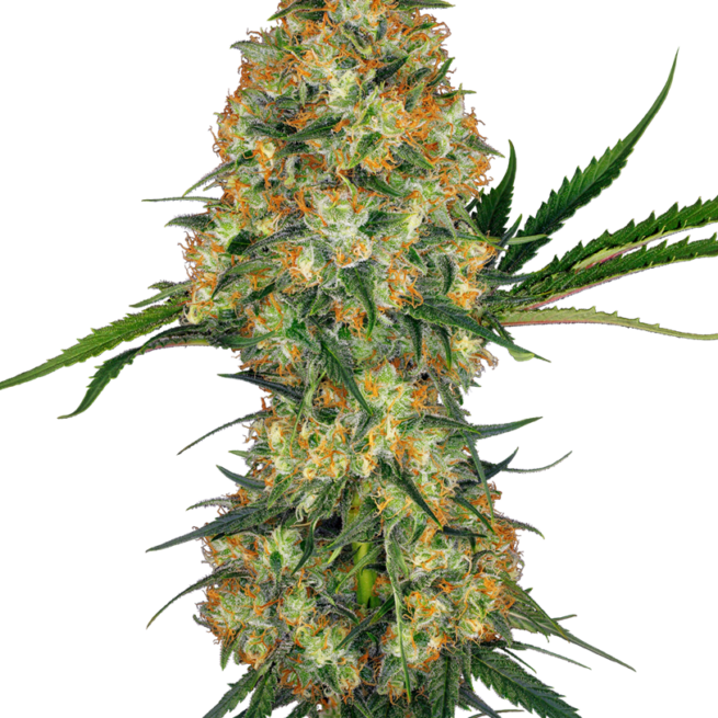 hindu-kush-xl
