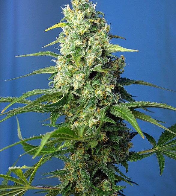 honey-peach-auto-cbd