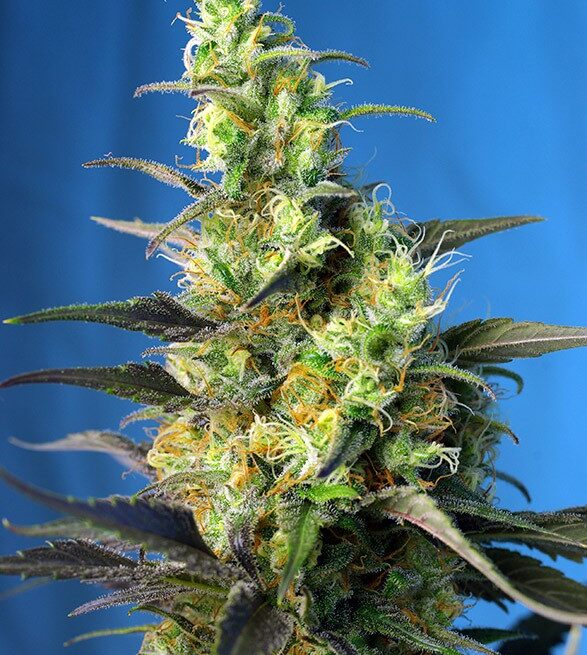 ice-cool-cbd
