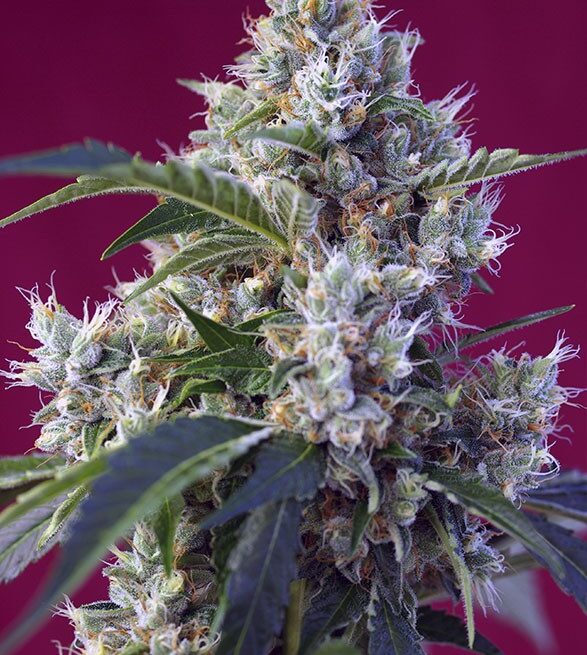 indigo-berry-kush