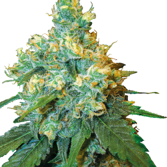 jack-herer-femminilizzata-xl
