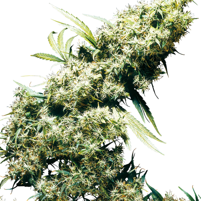 jamaican-pearl-femminilizzata-xl