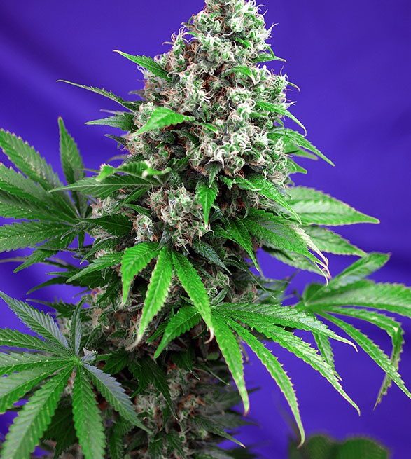 killer-kush-f1-fast-version