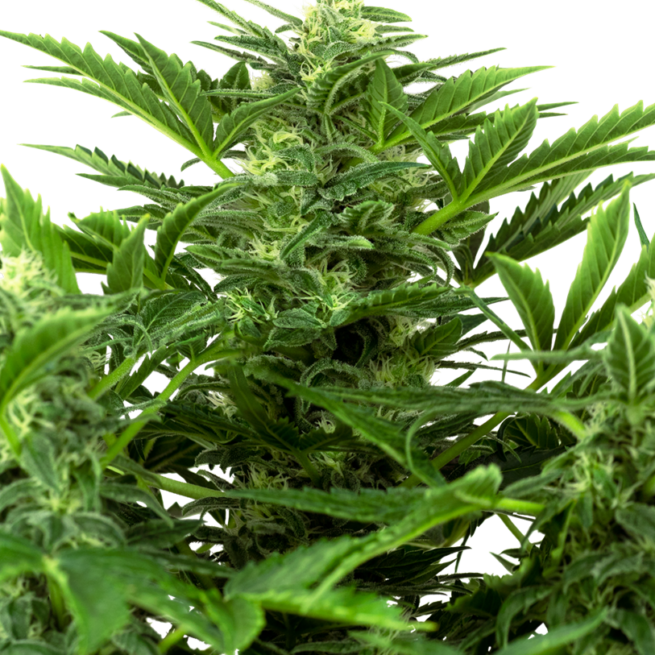 mandarin-punch-autofiorenti-xl