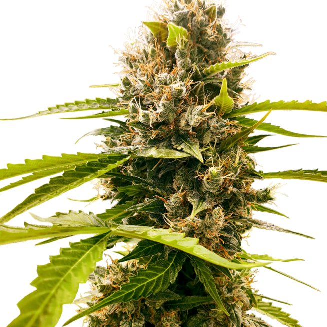 mandarin-punch-femminizzati-xl