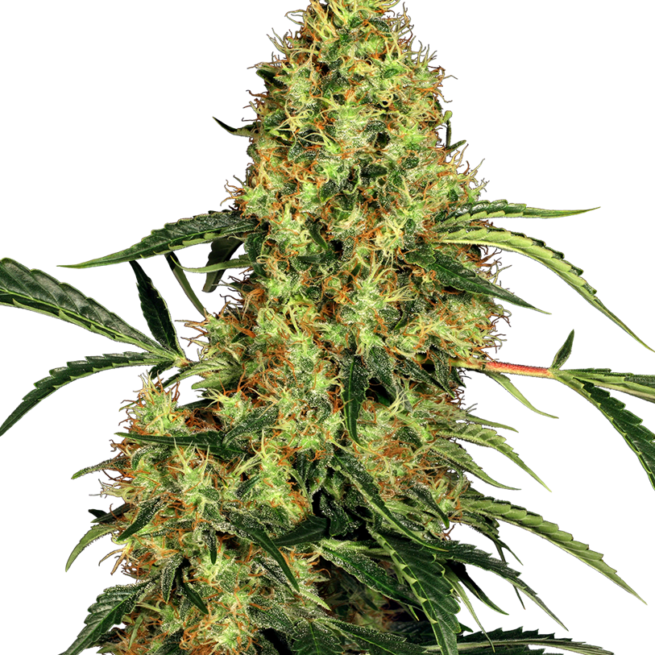 mexican-sativa-femminilizzata-xl
