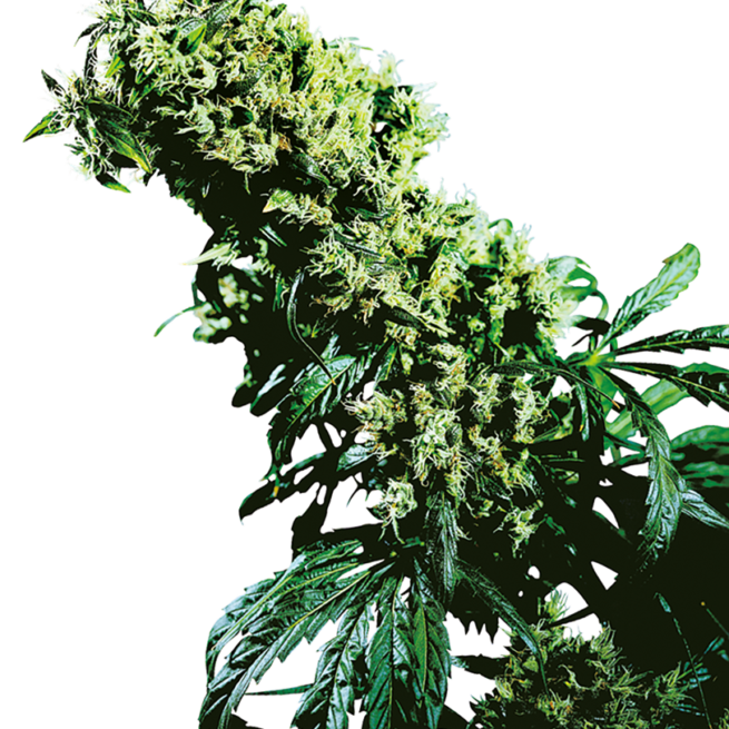 northern-lights-5-x-haze-femminilizzata-xl