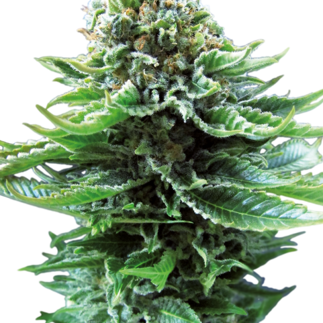 northern-lights-autoflowering-xl