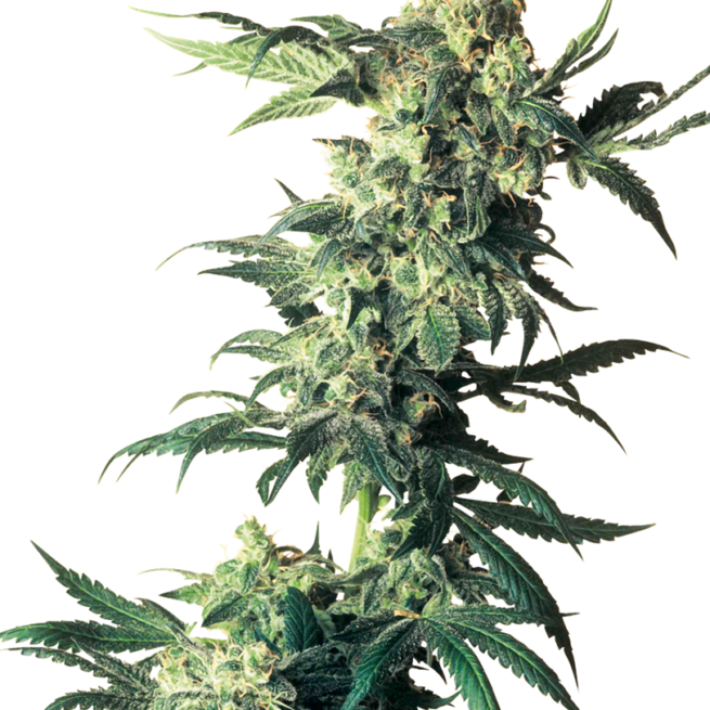 northern-lights-xl