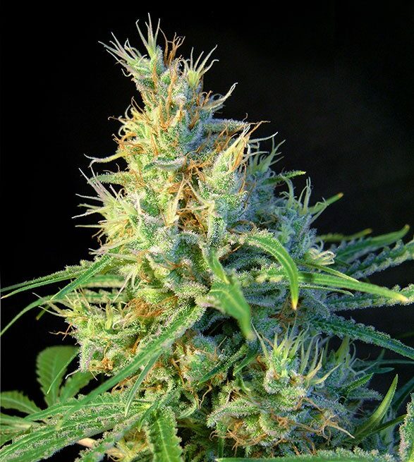 psicodelicia