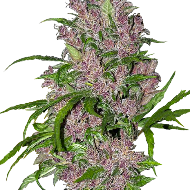 purple-bud-autoflowering-xl