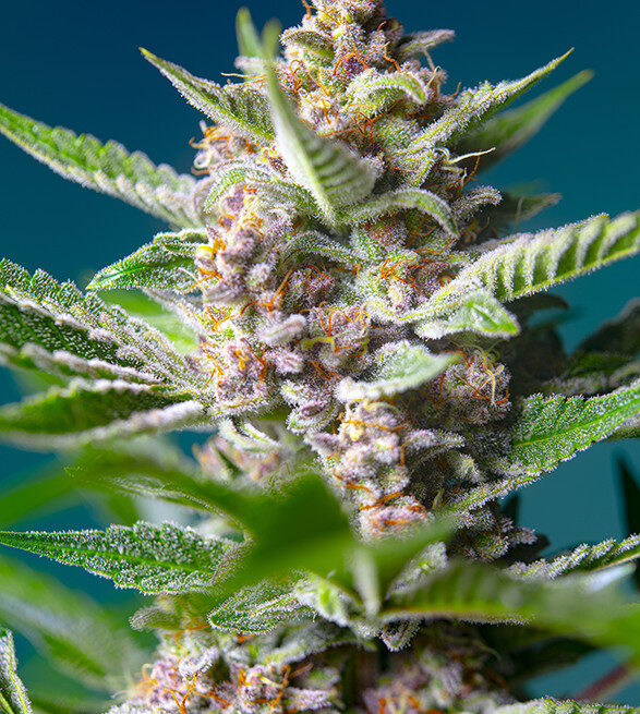 purple-punch-og