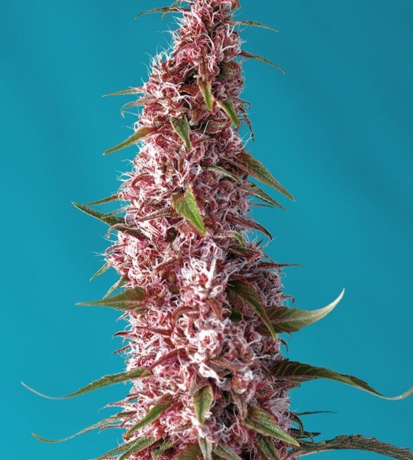 red-pure-auto-cbd
