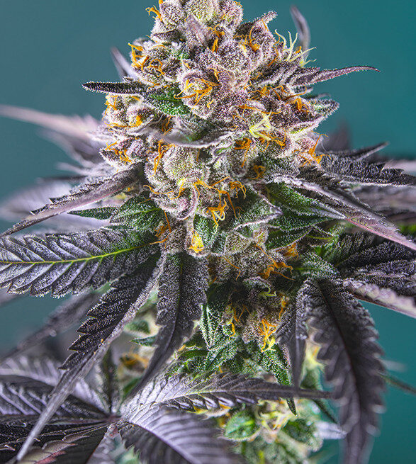 red-strawberry-banana-auto