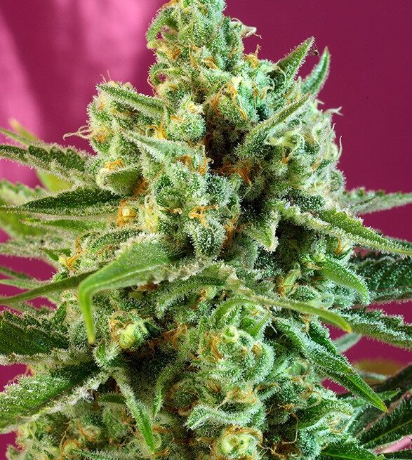 sad-sweet-afgani-delicious-cbd