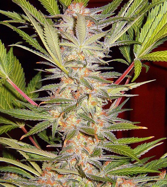 sad-sweet-afgani-delicious-s1