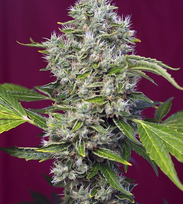 san-fernando-lemon-kush