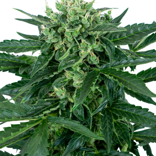 sensi-amnesia-autofiorenti-xl